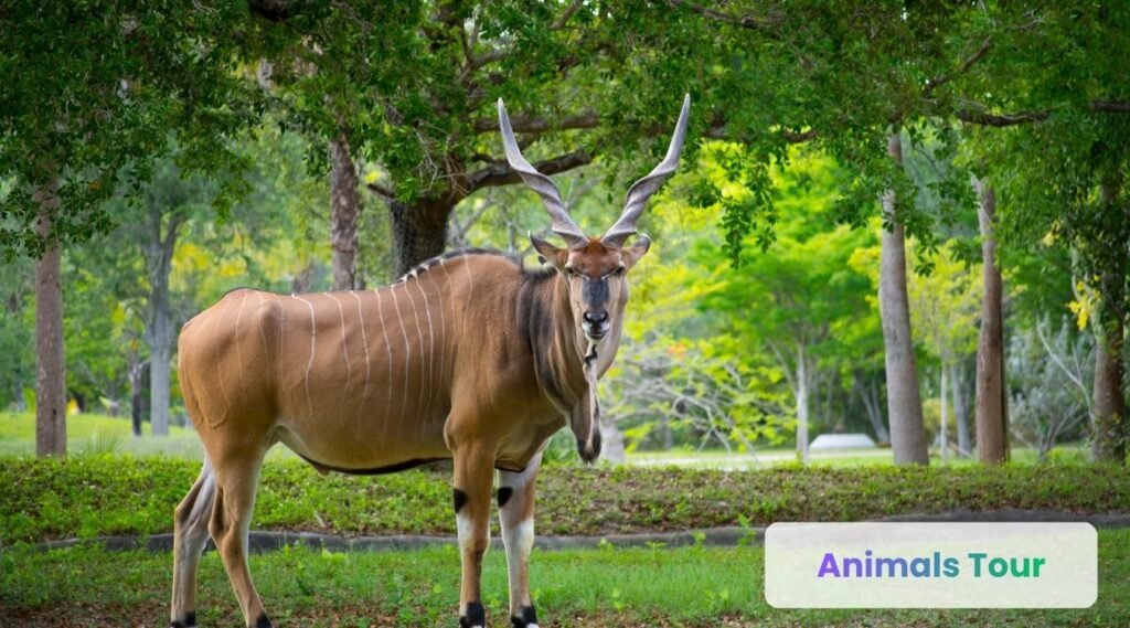 Giant Eland-long horned animals