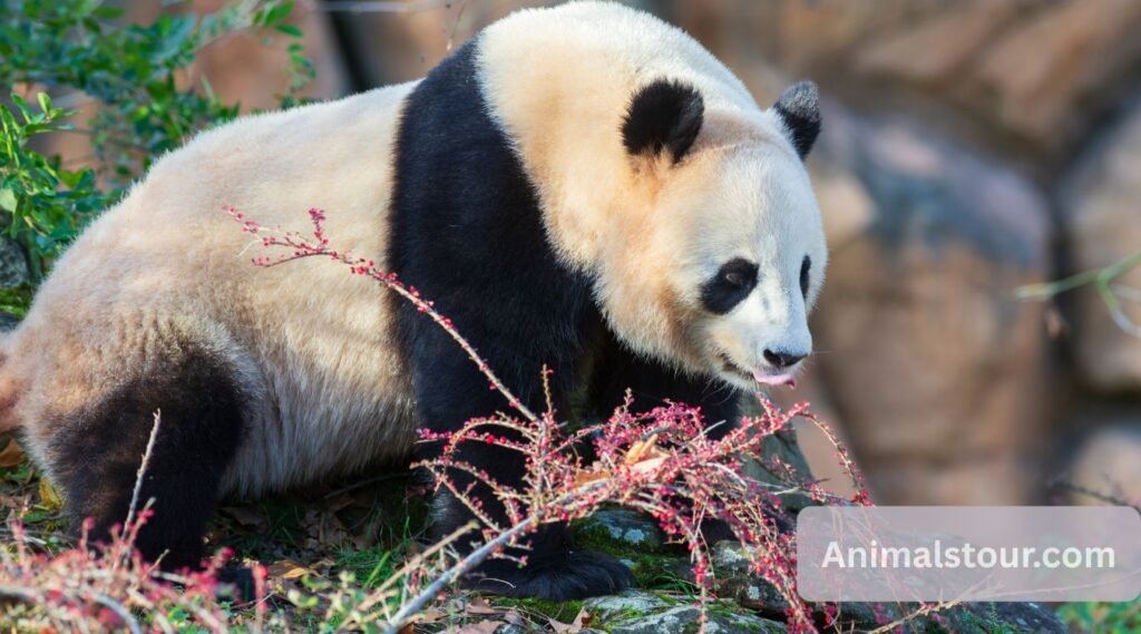 Giant Panda