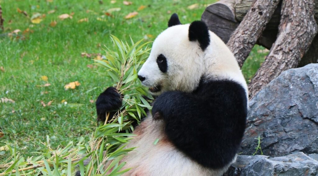 Giant Pandas-clumsiest animal in the world
