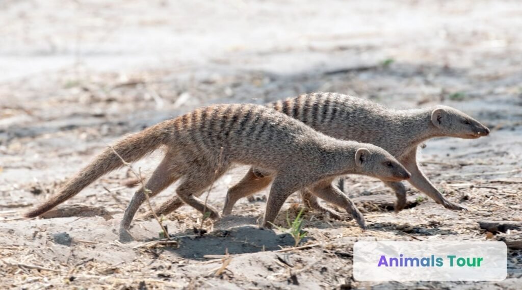 Giant-striped mongoose