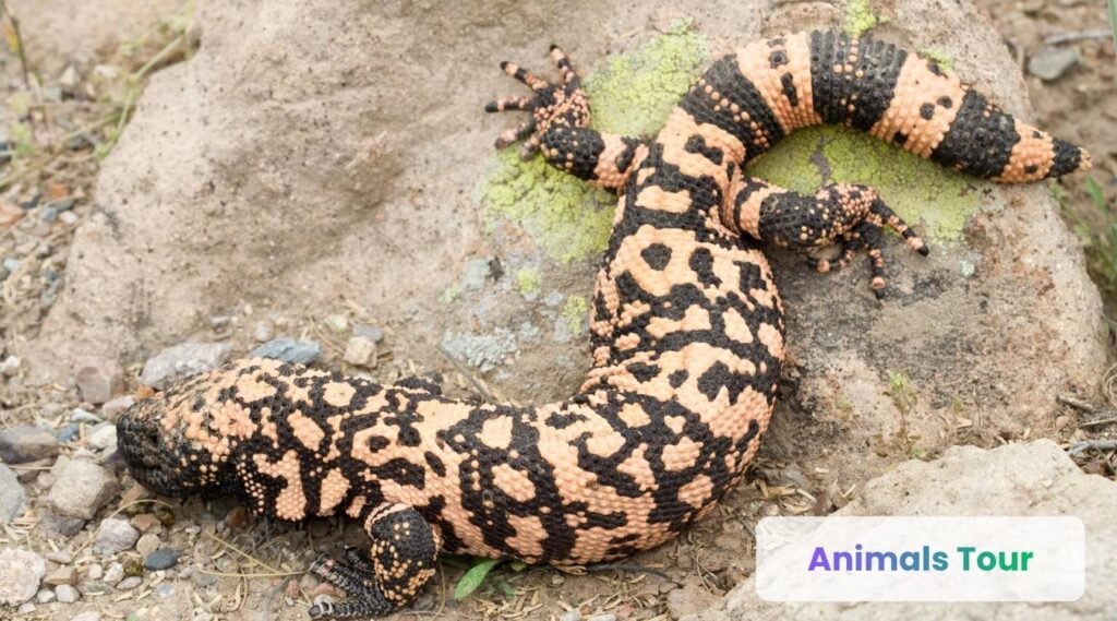 Gila monster-striped animals