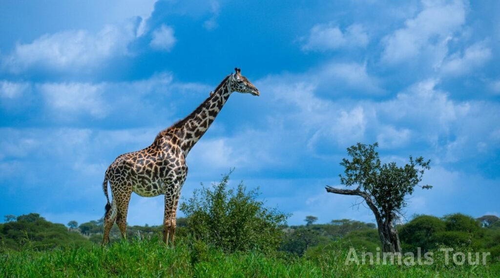 Giraffe