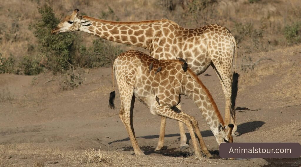 Giraffe