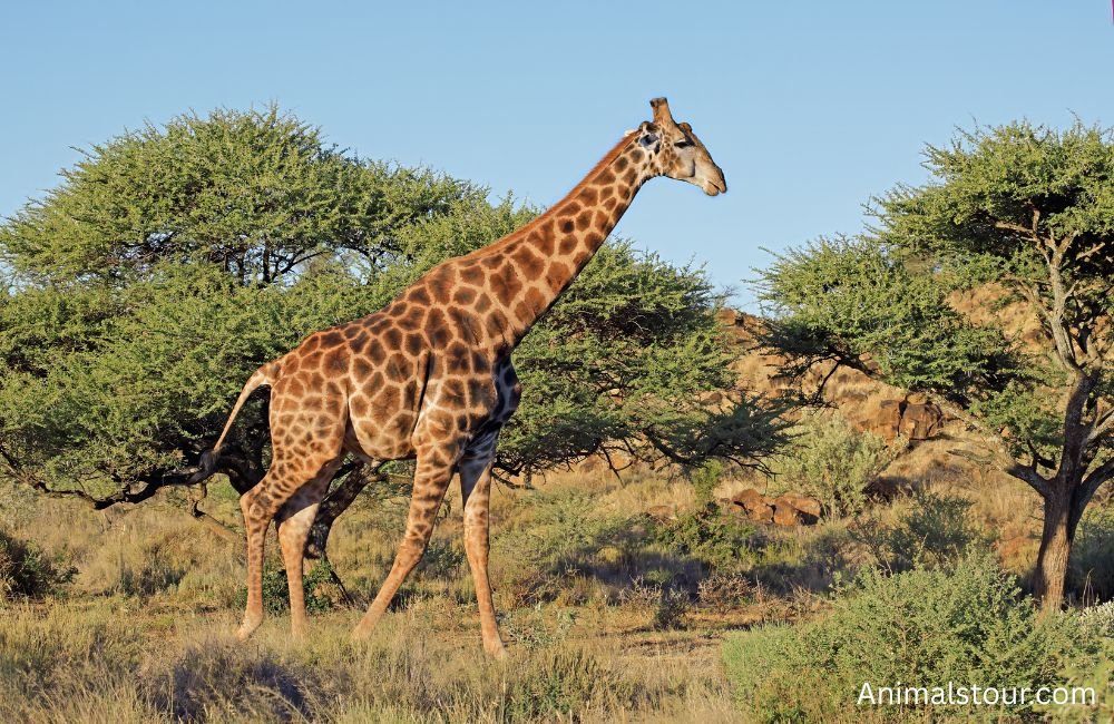 Animals that drink a lot of water