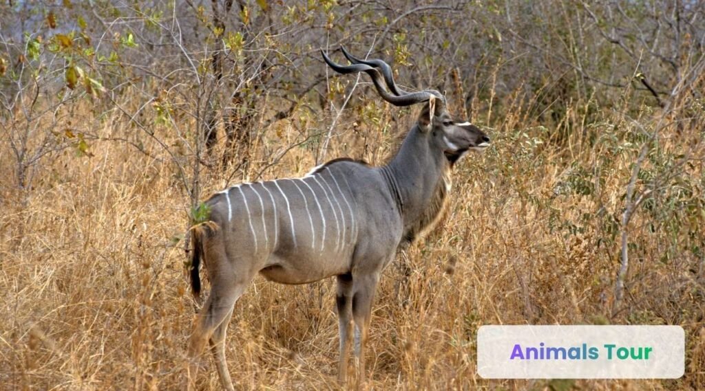 Greater Kudu-Animal with stripes