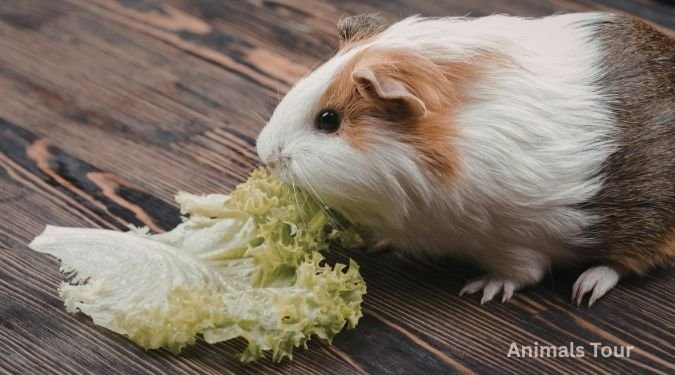 Guinea Pig-weak animals