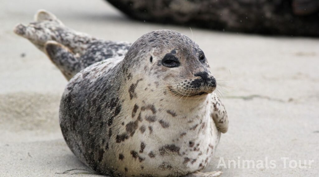Harbor seal-clumsy animal with awkward movement