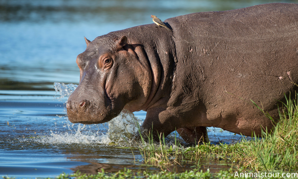 Hippopotamuses 