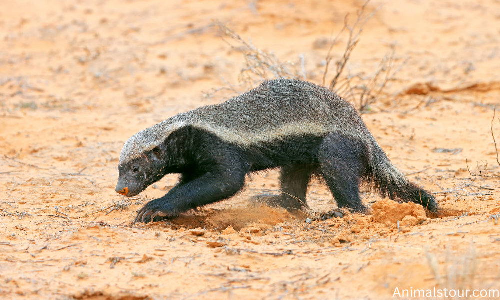 Thickest skin animal