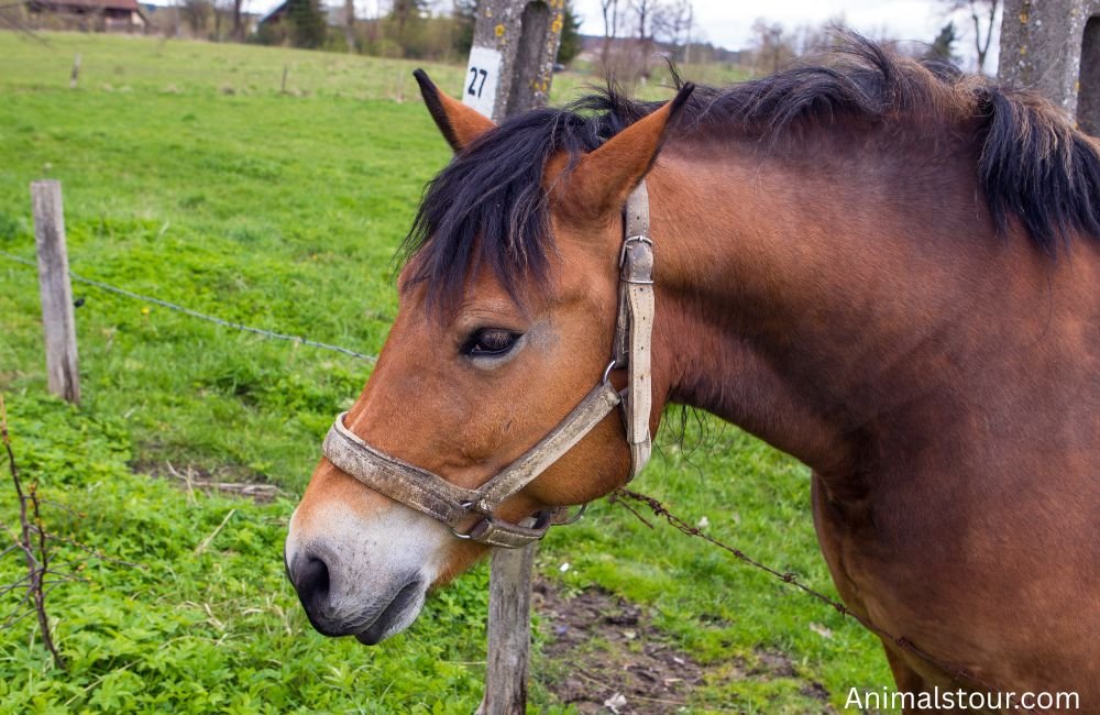 Animals with Whiskers