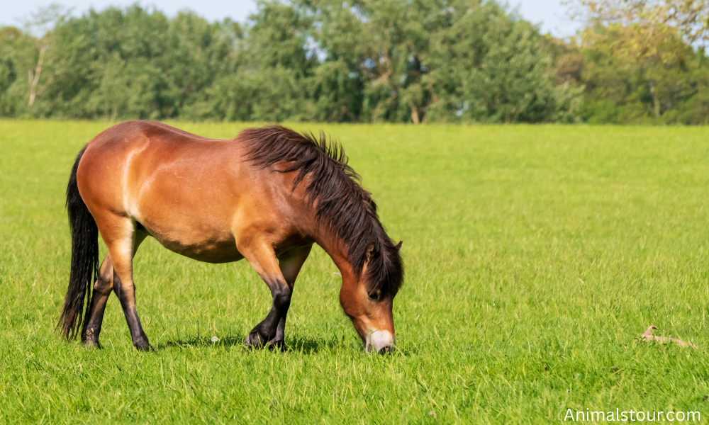 Horses