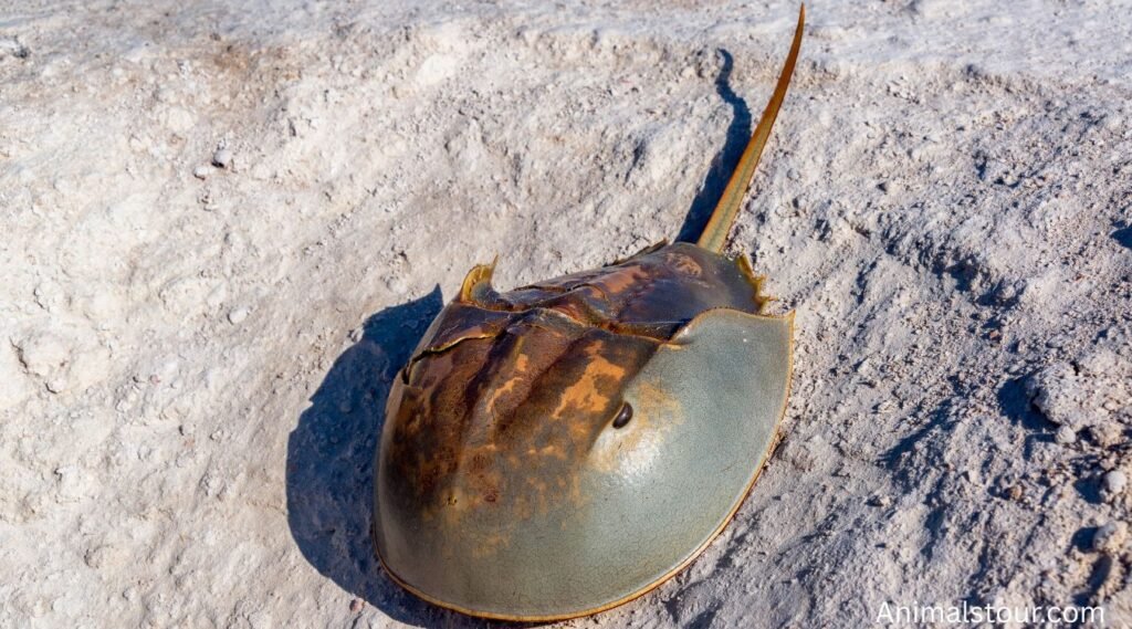 animals with hard shells