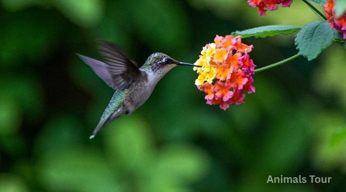 Hummingbird-weakest animals