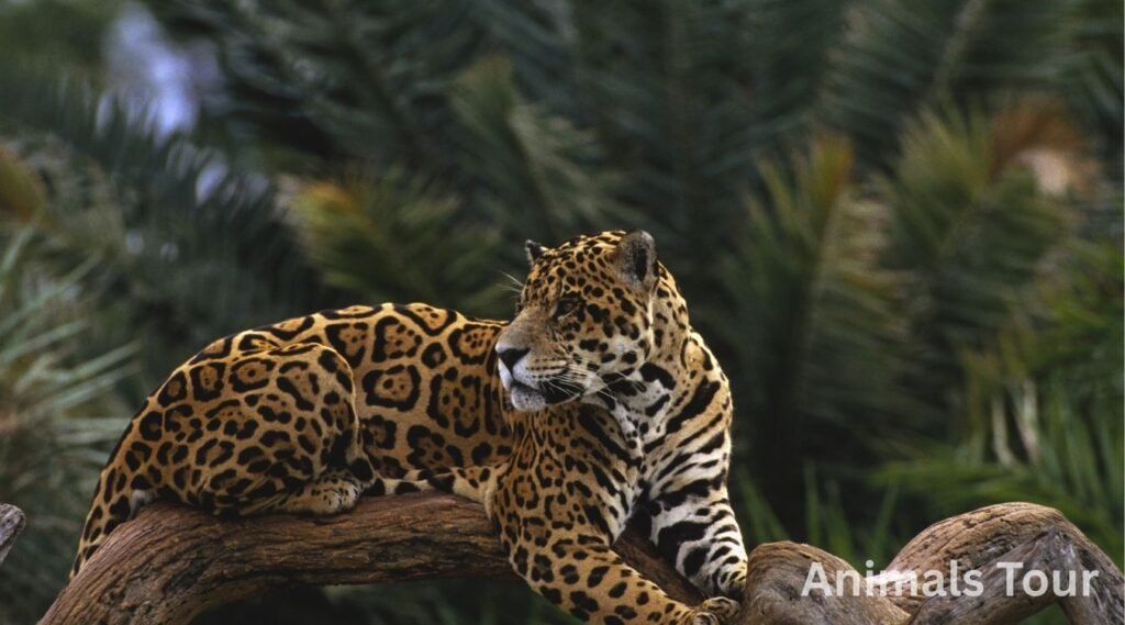 Jaguar