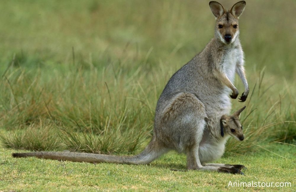Animals that drink a lot of water