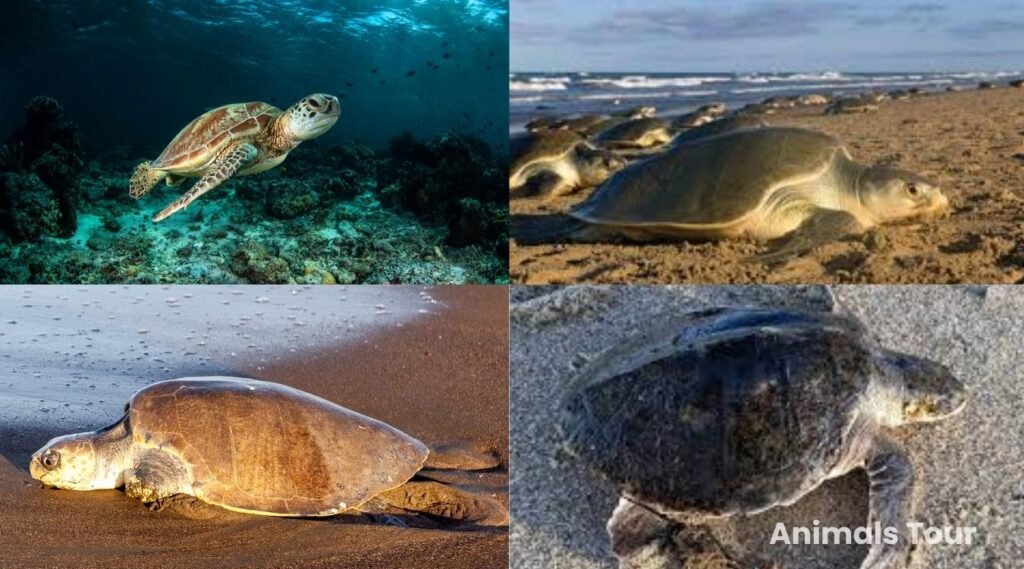 Kemp’s Ridley sea turtle