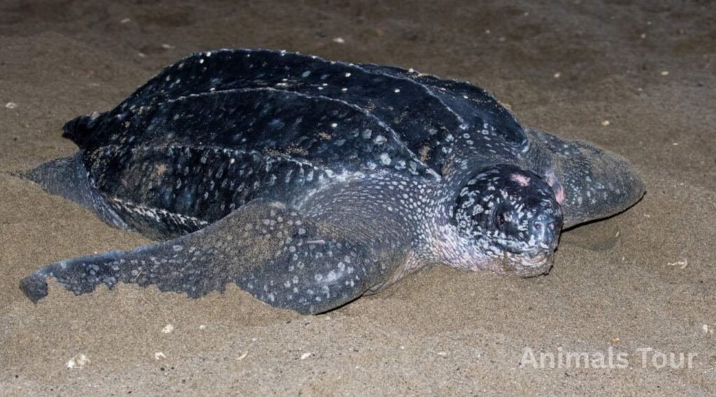 flippers of leatherbacks sea turtle 