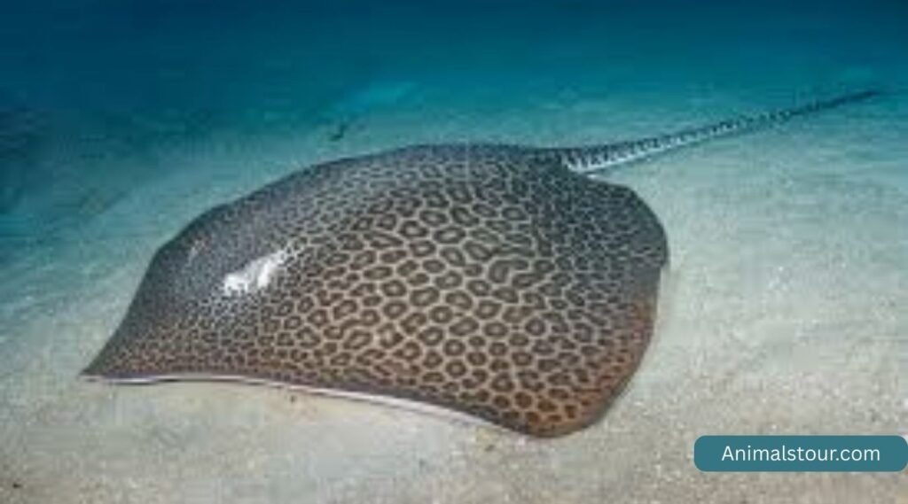 Leopard Whipray