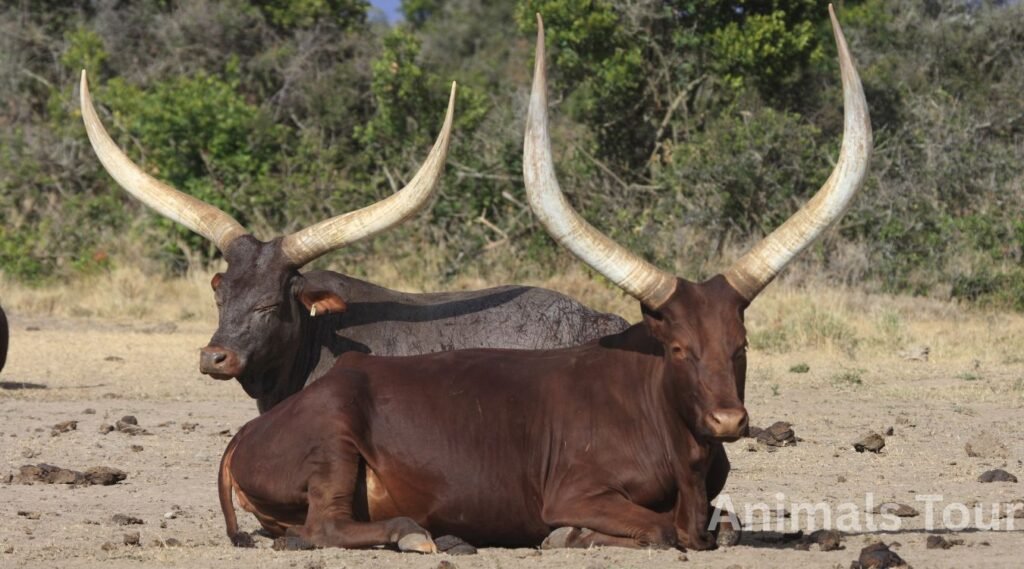 Ankole-Watusi one of the long horned animals
