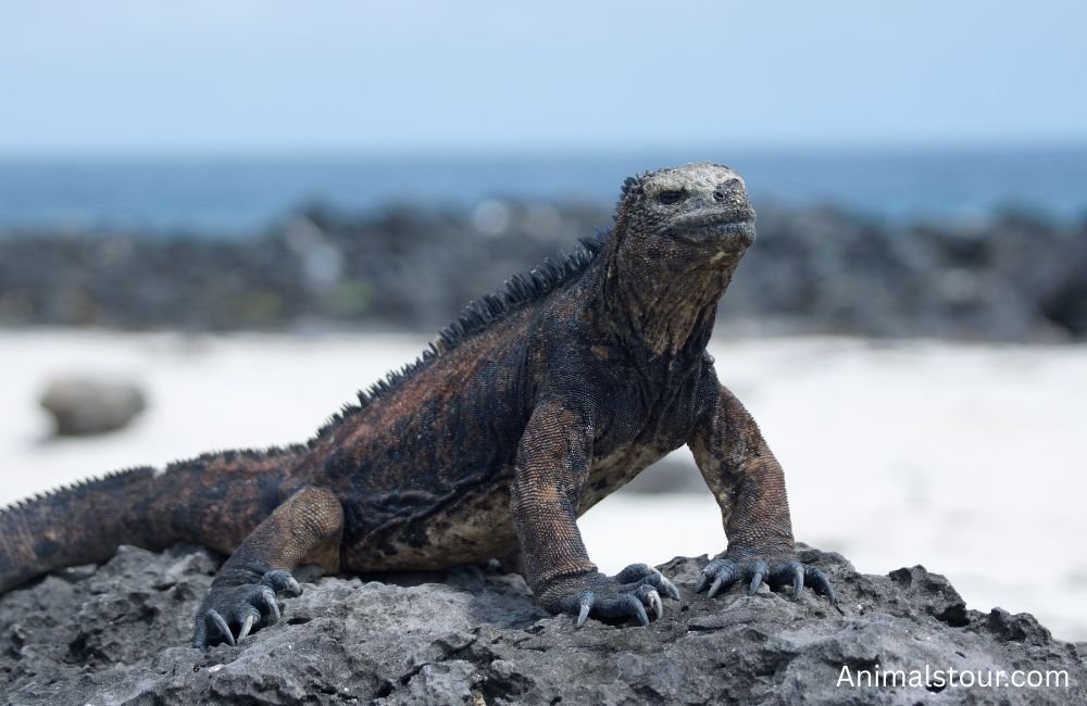Animals that drink a lot of water