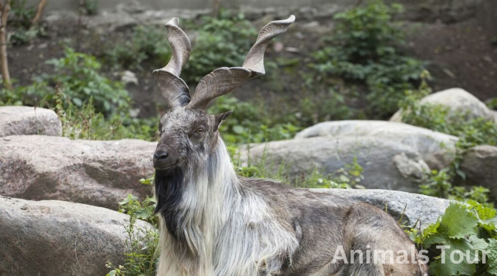 long horned animals - markhor