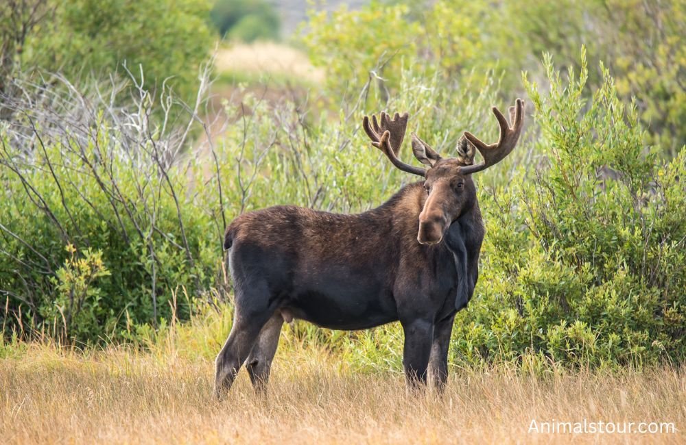 Animals that drink a lot of water