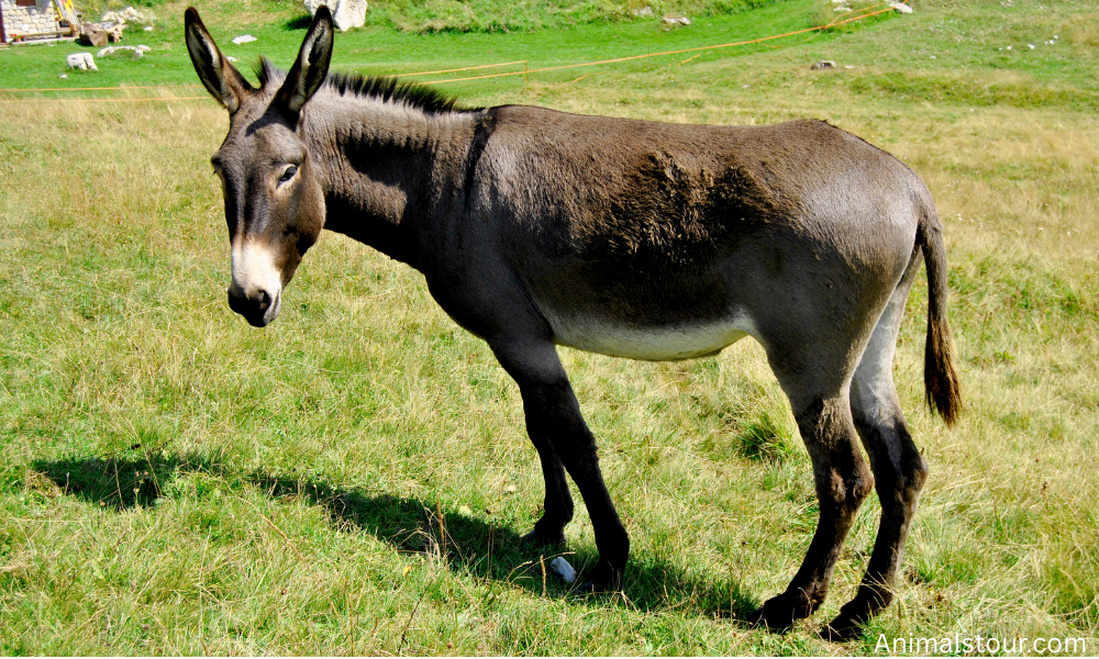Stubborn animals in the world
