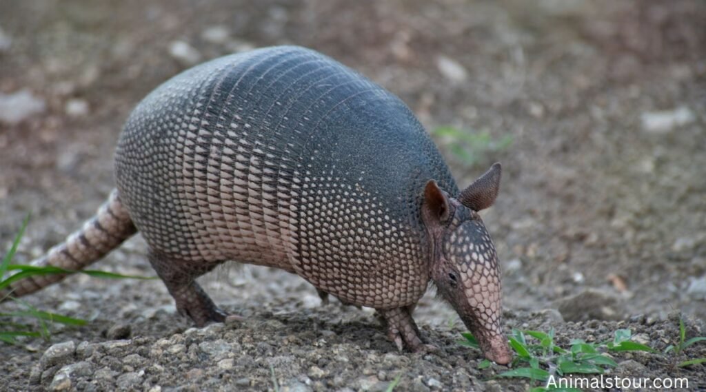 Animals with Shells
