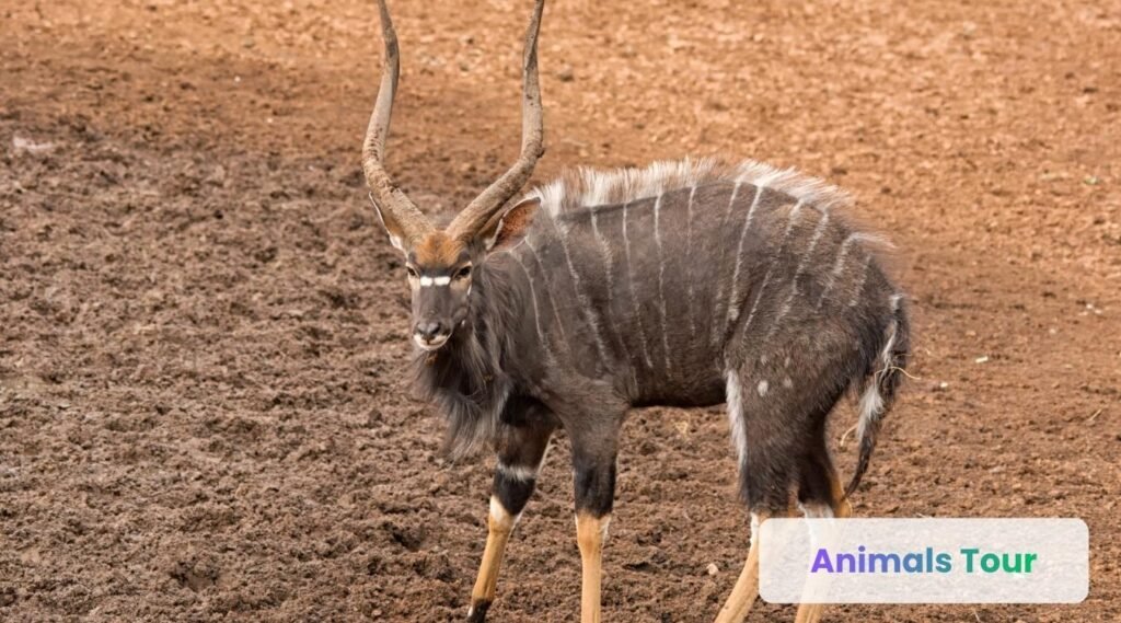 Nyala