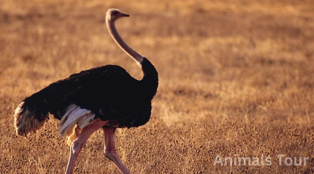 Ostrich-most clumsy animal