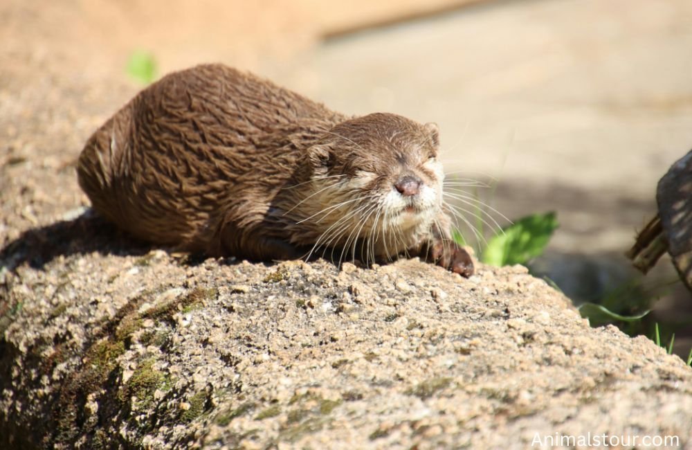 Animals with whiskers