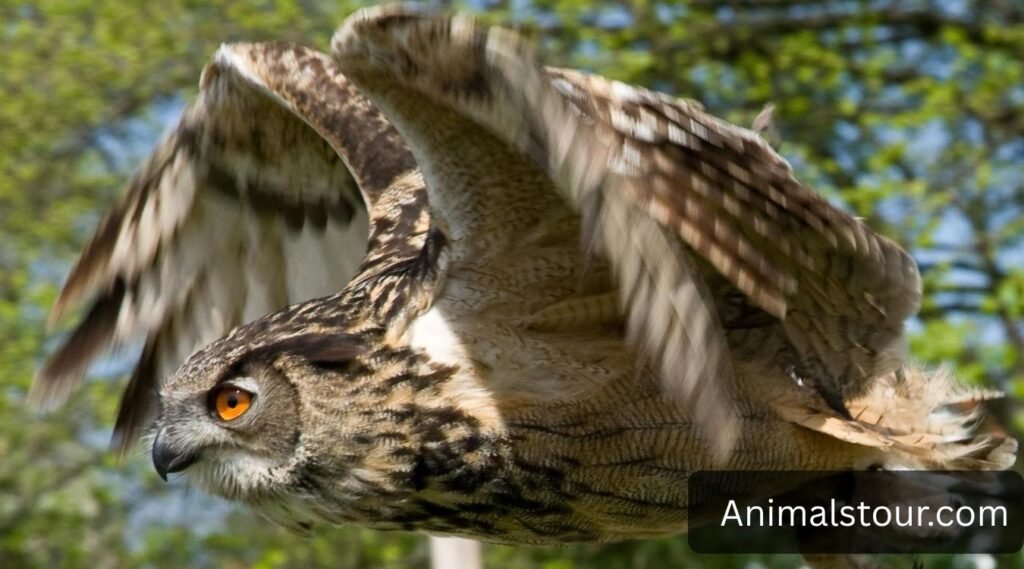 owls