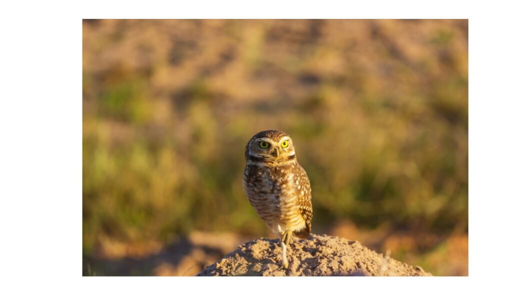 owl