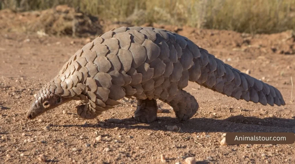 Animals With Long Tail