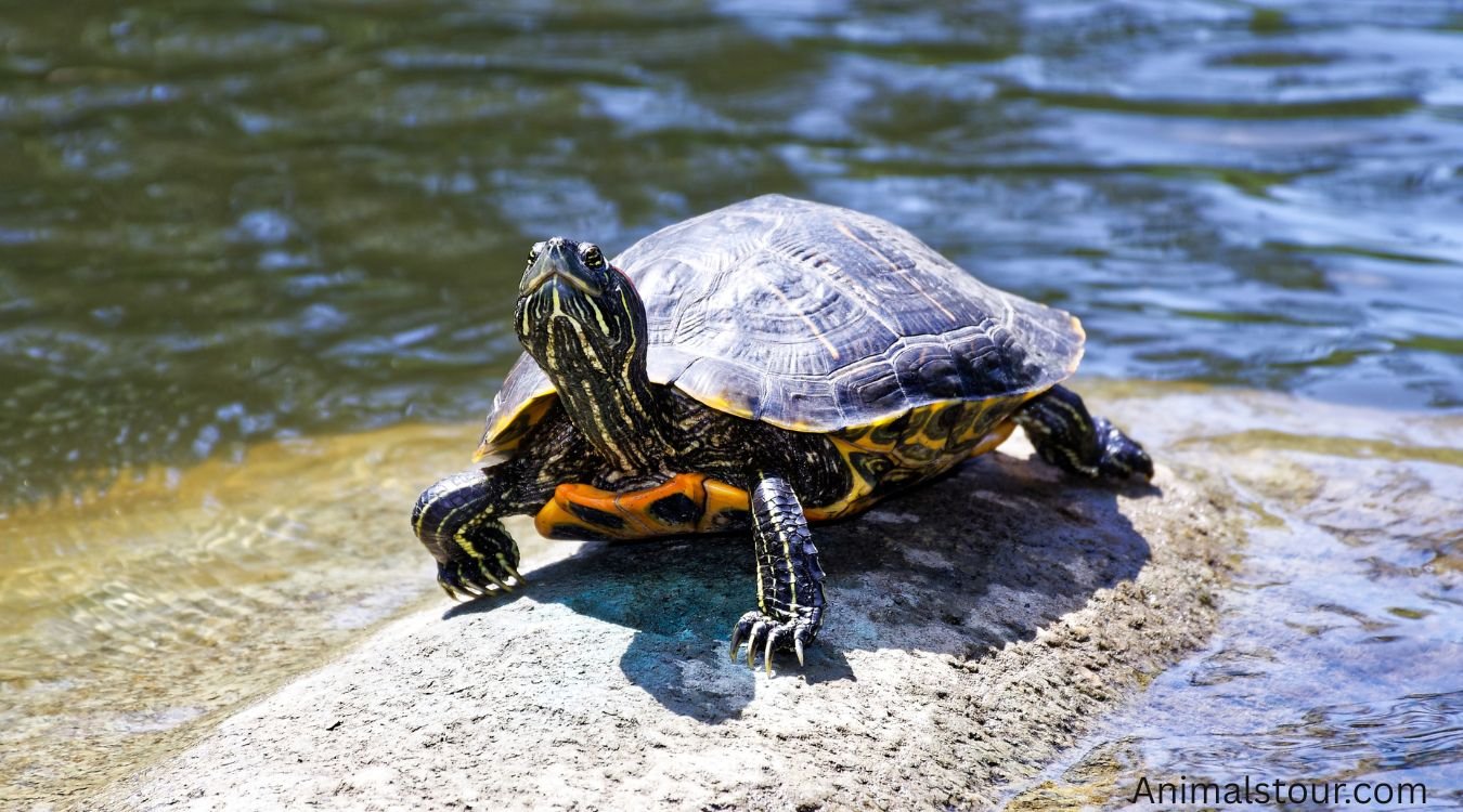 Top 12 Amazing Animals with Shells (With Images) 2026