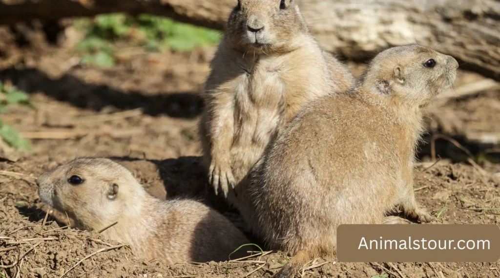 Prairie Dogs