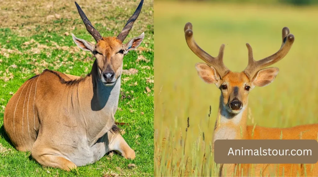 Pronghorns