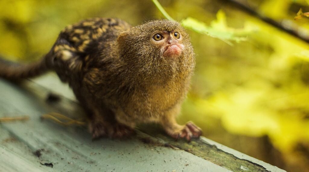  Pygmy marmoset

