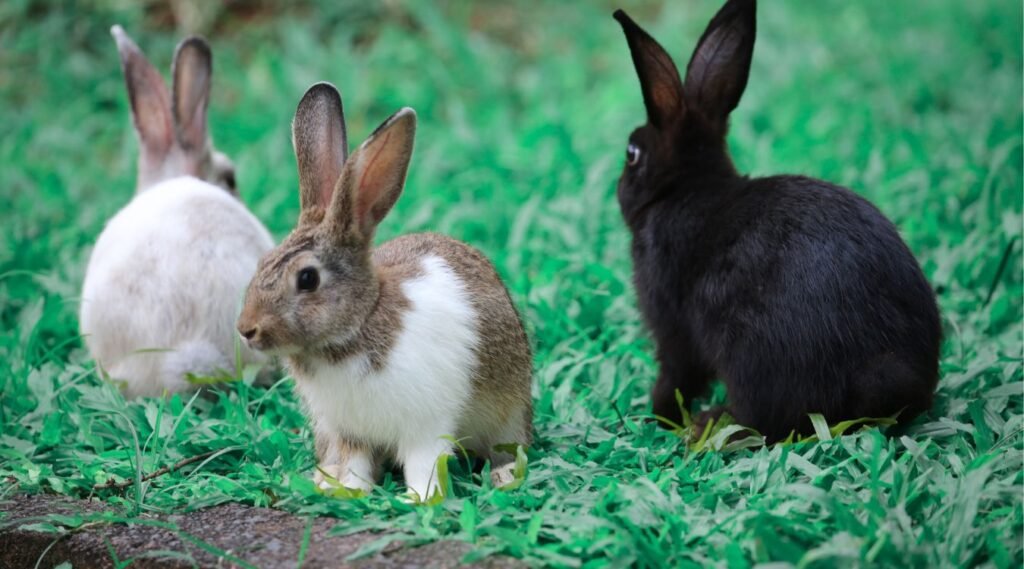 Rabbit