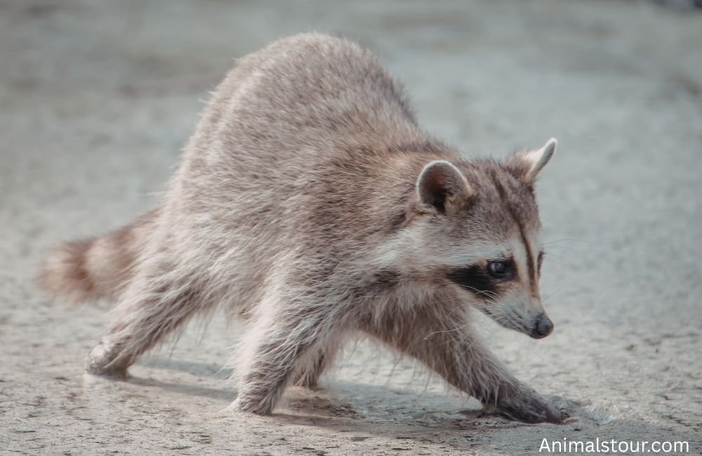 Animals with Whiskers