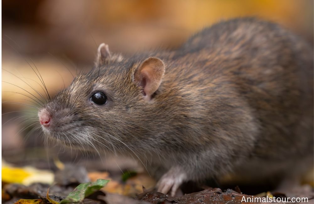 Animals with Whiskers