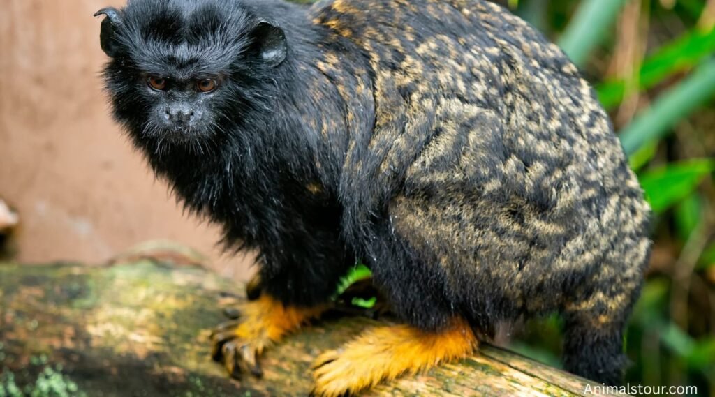 tiny monkey