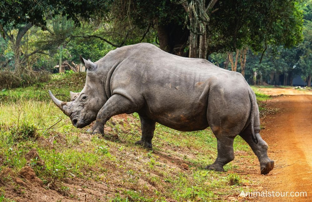 Animals that drink a lot of water