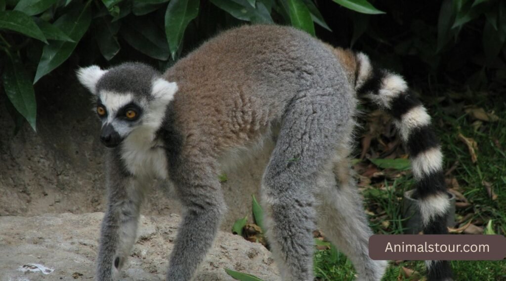 Ring-Tailed Coati