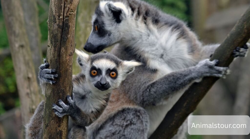 Ringtails