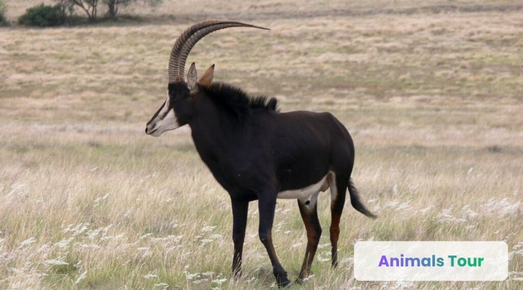 Sable Antelope with dark curved horns