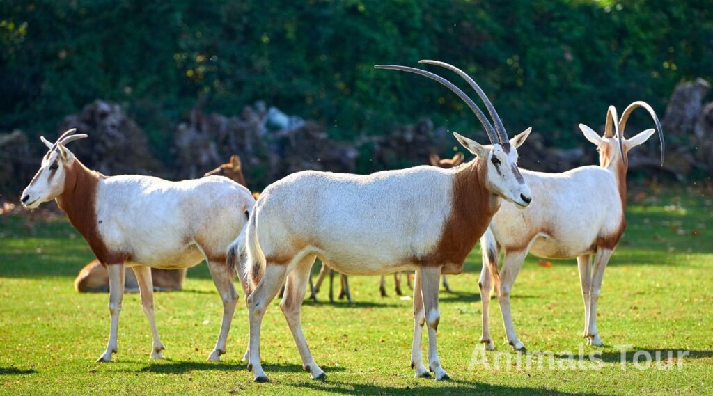Scimitar-Horned Oryx