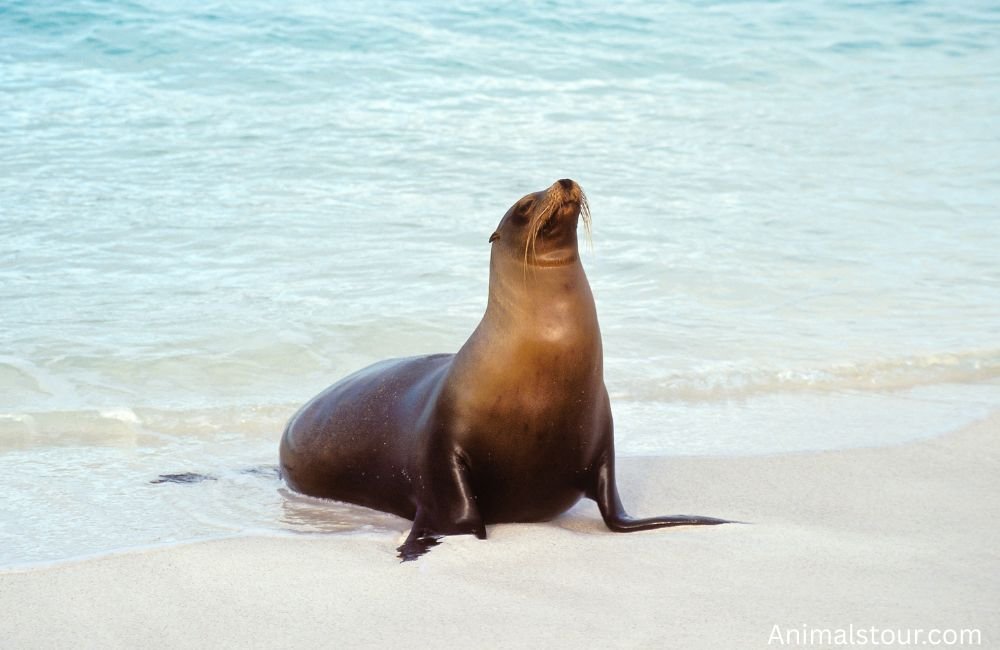 Animals with Whiskers
