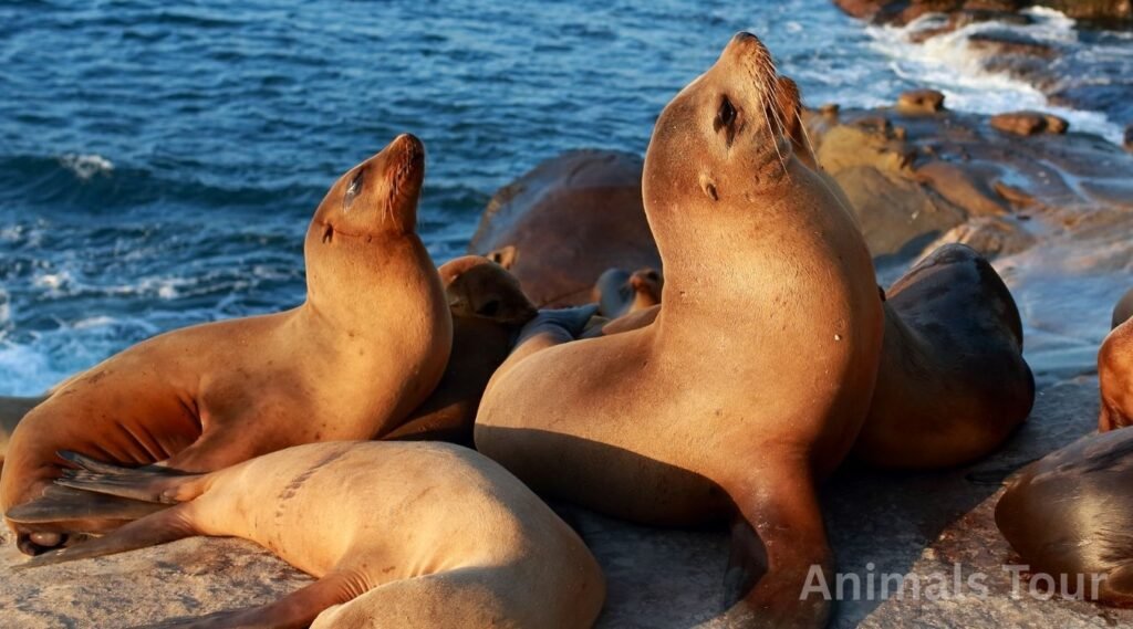 sea lions-clumsiest animals