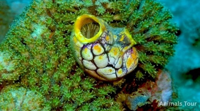 Sea Squirt